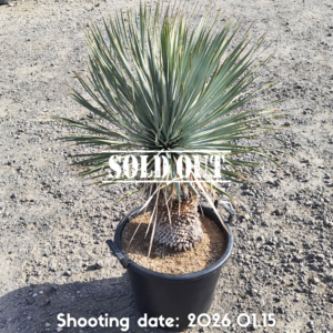 ロストラータ シック（メキシコ産） 029