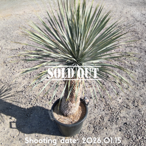 ロストラータ スーパーシック（メキシコ産） 033