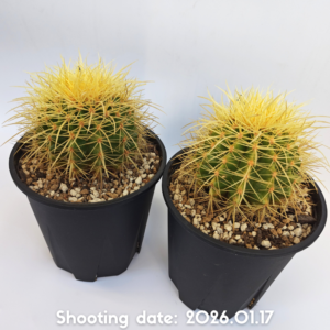 長刺金鯱 2株セット 2P001