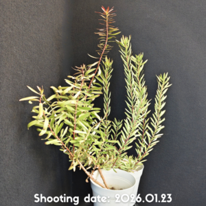 リューカデンドロン 2株セット 2P002