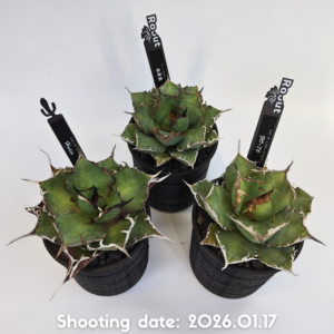 チタノタ 3種セット 3P001