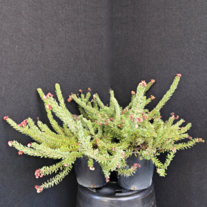 グレビレア ラニゲラ 3株セット 3P002