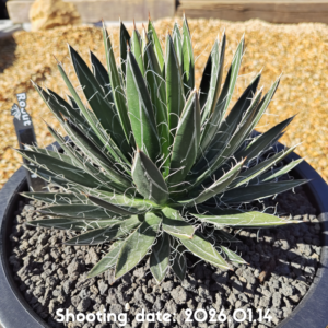 樹氷×笹の雪 001