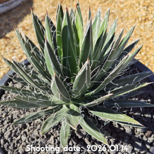 樹氷×笹の雪 002