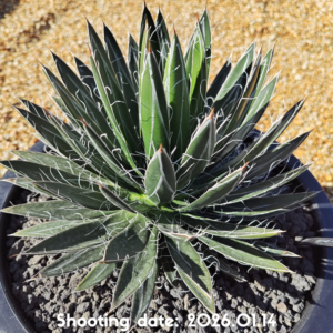 樹氷×笹の雪 003