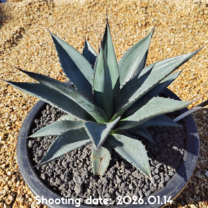 ショータイム 004