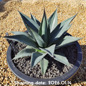 ショータイム 005