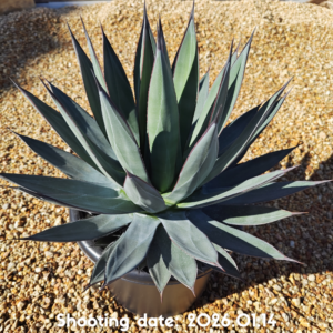 ブルーエンバー 006