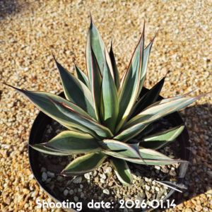 スノーグロー 007