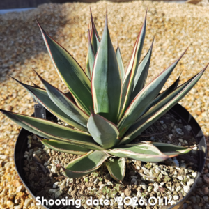 スノーグロー 008