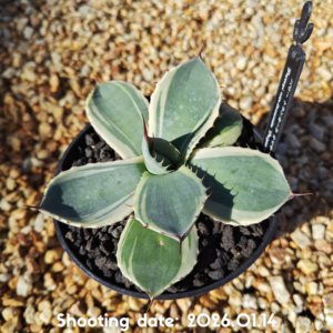 パリー トランカータ オリザバ 012