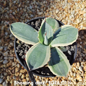 パリー トランカータ オリザバ 014