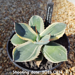 パリー トランカータ オリザバ 015