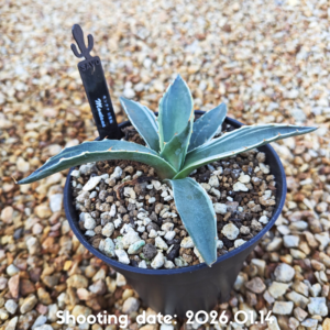 モンタナ 白覆輪 016