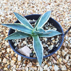 モンタナ 白覆輪 017