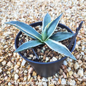 モンタナ 白覆輪 018