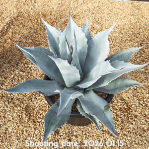 オバティフォリア フロスティーブルー 019