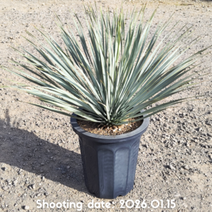 ロストラータ（国内実生株） 023