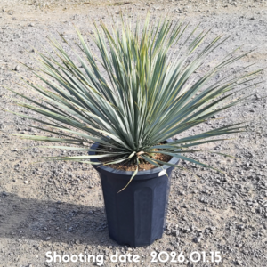 ロストラータ（国内実生株） 024