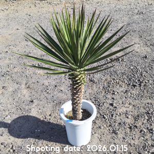 ユッカ アロイフォリア 027