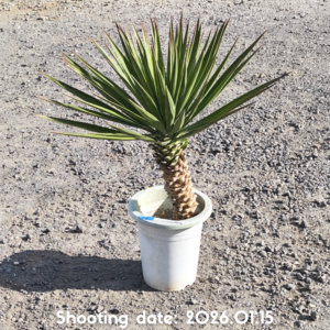 ユッカ アロイフォリア 028