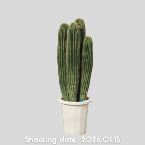 大鳳竜 群生 041