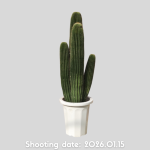 大鳳竜 群生 042