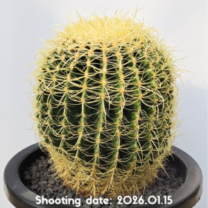 パーマネント金鯱 053