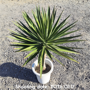 ユッカ アロイフォリア 074