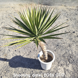 ユッカ アロイフォリア 075