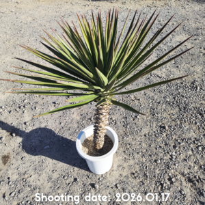 ユッカ アロイフォリア 076