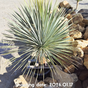 ロストラータ（タイ産） 078