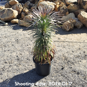 デスメティアーナ 079