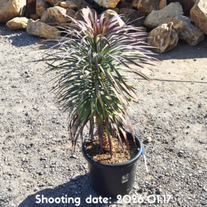 デスメティアーナ 080