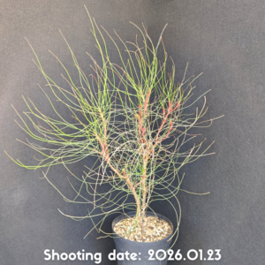 ペトロフィル エリシフォア 081