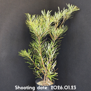 バンクシア ヘアピン 082