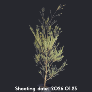 メラレウカ スノーインサマー 083