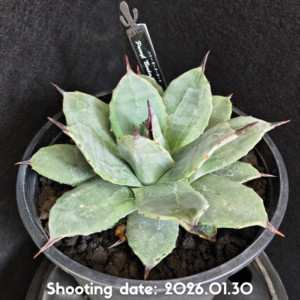 パリー ボーダーガード 090