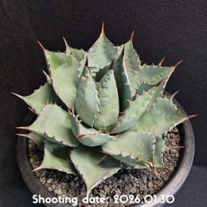 パラサナ×マルゲリータ 099