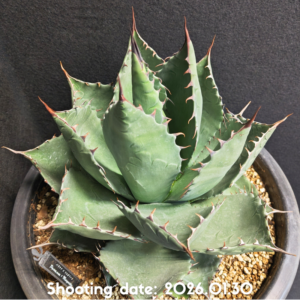 パラサナ×マルゲリータ 100