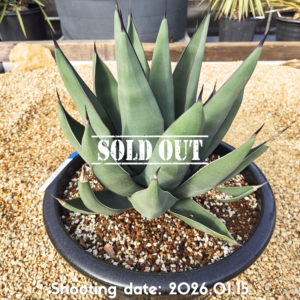 シャークスキン（ドワーフ） 021