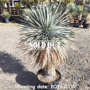 ロストラータ スーパーシック（メキシコ産） 030