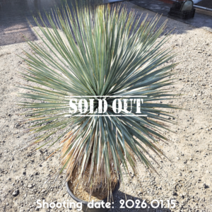 ロストラータ スーパーシック（メキシコ産） 032