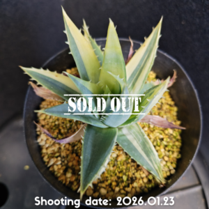 アロエ ポリフェラ 斑入 000