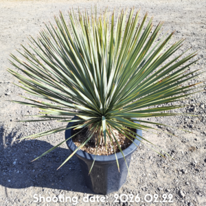 ロストラータ（イスラエル産） 106