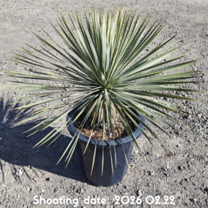 ロストラータ（イスラエル産） 107