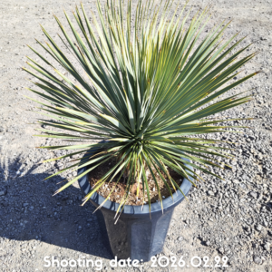 ロストラータ（イスラエル産） 108