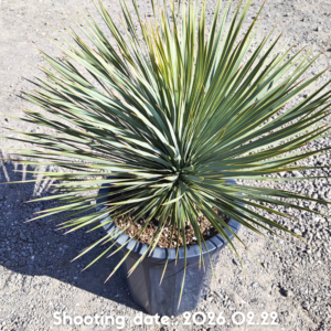 ロストラータ（イスラエル産） 109