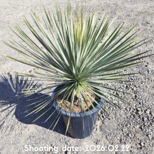 ロストラータ（イスラエル産） 110