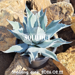 オバティフォリア フロスティーブルー 112